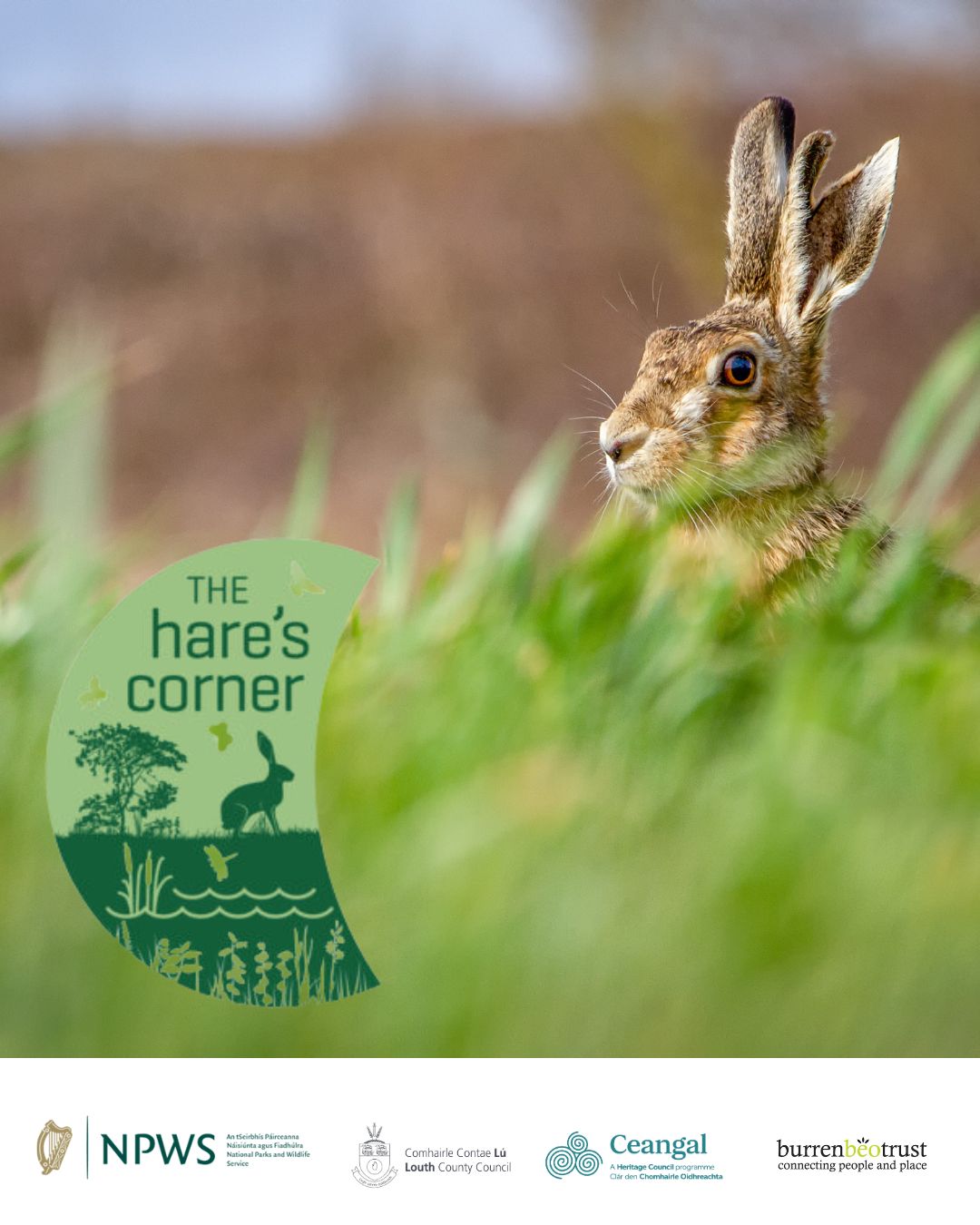 Copy-of-Social-Media-Hares-Corner-Poster-(Instagram-Post-(45))
